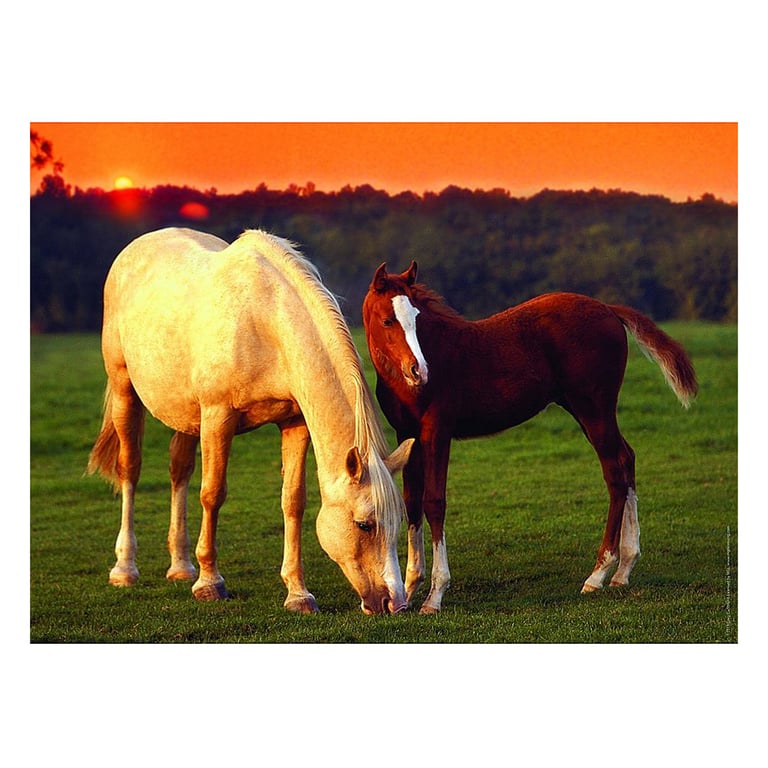 Puzzle Pi Ces Jolis Chevaux Ravensburger X Cm Cultura