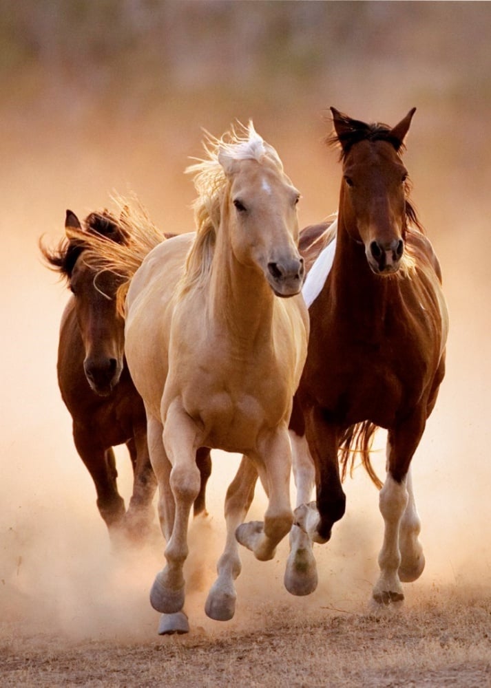 Puzzle chevaux au galop 1000 pieces 68x48cm - trefl