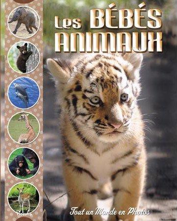 couverture de : Les b&eacute;b&eacute;s animaux