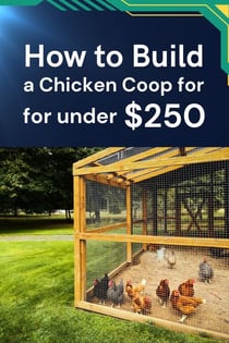 How to Build a Chicken Coop for under $250