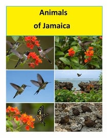 Animals of Jamaica