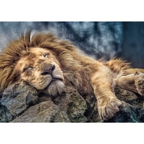 Puzzle 1000 pièces - Lion - Trefl