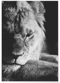 Poster Lion noir et blanc 3 | A3 : 29,7x42cm