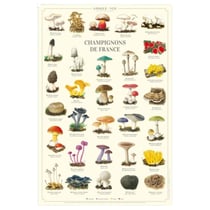 Longue vue editions - Champignons de France - Affiche 40 x 60 cm