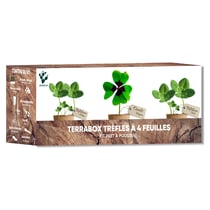 Kit Trèfle à 4 Feuilles Porte-Bonheur Oxalis Deppei – Nopalia