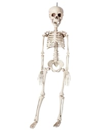 Squelette à suspendre - 76cm