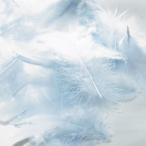 SACHET 20 PLUMES DE COQ Ht.70 - BLEU