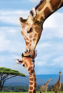 Puzzle 250 pièces - Save the Planet - Giraffe - Eurographics