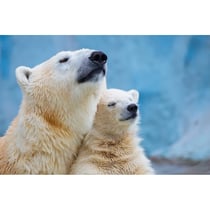 Tableau sur toile famille d'ours 45x65 cm