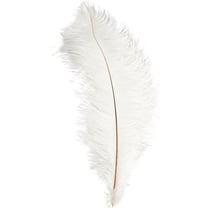 Plumes d'autruche, L : 35-40 cm, blanc, 1 pièce