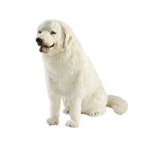 Hansa peluche geante Chien de Montagne des Pyrennées Assis 90cmH/140cmL