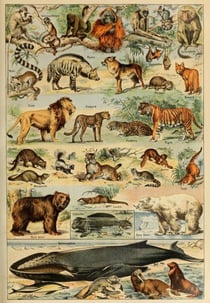 Puzzle 1000 pièces - Illustration du Larousse pour Tous : Mammifères, XIXè Siècle - Grafika