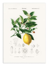 Affiche 50 x 70 cm -  Lemon (citrus Limonium) - Charles Dessalines D