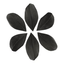 100 plumes coupées - Noir 6 cm