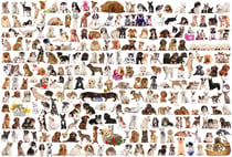 Puzzle 2000 pièces - Chiens - Eurographics