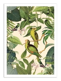Affiche 50 x 70 cm -  Jungle Parakeet - Andrea Haase