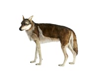 Hansa peluche geante Loup 4 Pattes 105cmL