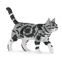 Chat American Shorthair | JEKCA | 14 ans et +