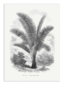 Affiche 50 x 70 cm -  Vintage Palm Tree Drawing Vii - Les Palmiers Histoire