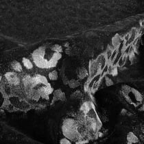 Tissu Velours Shadow extensible motif léopard en relief sur fond Noir