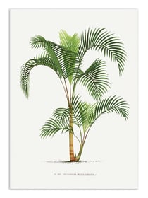 Affiche 50 x 70 cm -  Hyophorbe - Les Palmiers Histoire