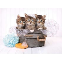 Puzzle 3 chatons dans une bassine 500 pieces - collection animaux - clementoni - 35065