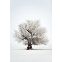 Tableau sur toile arbres enneigés 30x45 cm