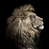 Tableau sur verre lion sepia 30x30 cm