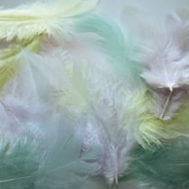 Graine Créative - Plumes de coq assortiment pastel 20 plumes 7cm