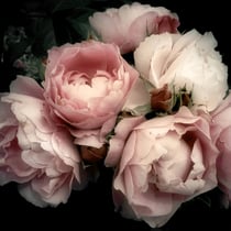 Tableau sur toile Fleur Romantique 45x45 cm