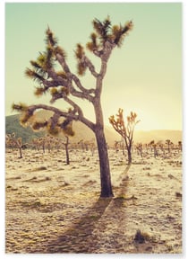 Affiche Nature Desert 1 | A3 : 29,7x42cm
