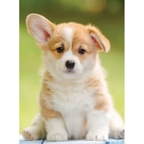 Puzzle adorable chien corgi 500 pièces - collection tendresse animaux - nathan - 871353