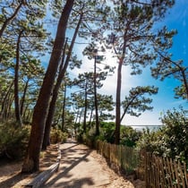 Tableau sur toile forêt bassin d'Arcachon 30x30 cm