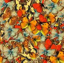 Puzzle 1000 pièces - Classiqueée de Papillons - Grafika