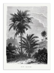 Affiche 50 x 70 cm -  Vintage Palm Tree Drawing V - Les Palmiers Histoire