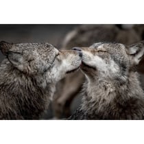 Tableau sur toile bisou de loups 45x65 cm