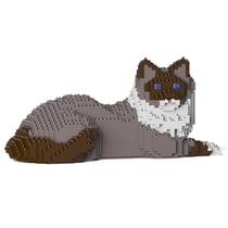 Chat Ragdoll gris foncé couché | JEKCA | 14 ans et +
