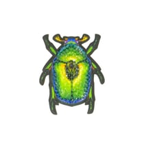 Lot de 3 écussons thermocollants insecte scarabée 5x4cm