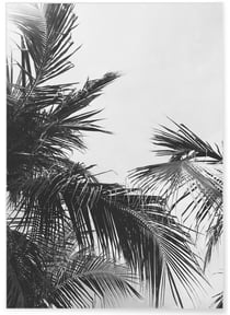 Poster nature Feuille de palmier n°2 | A3 : 29,7x42cm