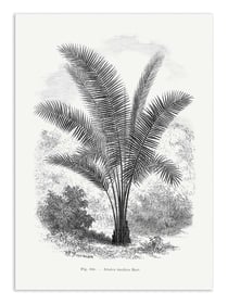 Affiche 30 x 40 cm - Vintage Palm Tree Drawing Vii - Les Palmiers Histoire