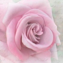 Lot de 4 serviettes en papier découpage collage 33 cm SAGEN VINTAGE LA ROSE