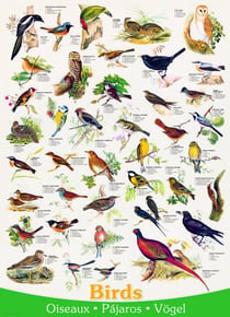 Puzzle 1000 pièces - Affiche sur les Oiseaux - Eurographics