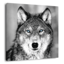 Tableau sur toile loup aux yeux bleus 65x65 cm
