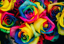 Puzzle 1000 pièces - Roses Multicolores - Grafika