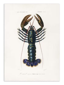 Affiche 30 x 40 cm - Crimson Crawfish - Charles Dessalines D