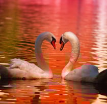 Puzzle 1000 pièces - Cygnes - Grafika