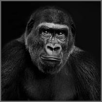 Carré Simili cuir Chimpanzé