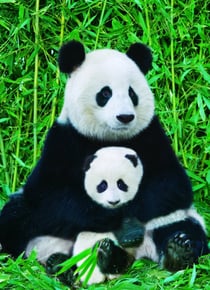 PUZZLE 1000P PANDA ET SON BEB EUROGRAPHICS