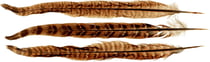 6 plumes naturelles brun - Artemio
