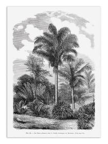 Affiche 50 x 70 cm -  Vintage Palm Tree Drawing Vi - Les Palmiers Histoire
